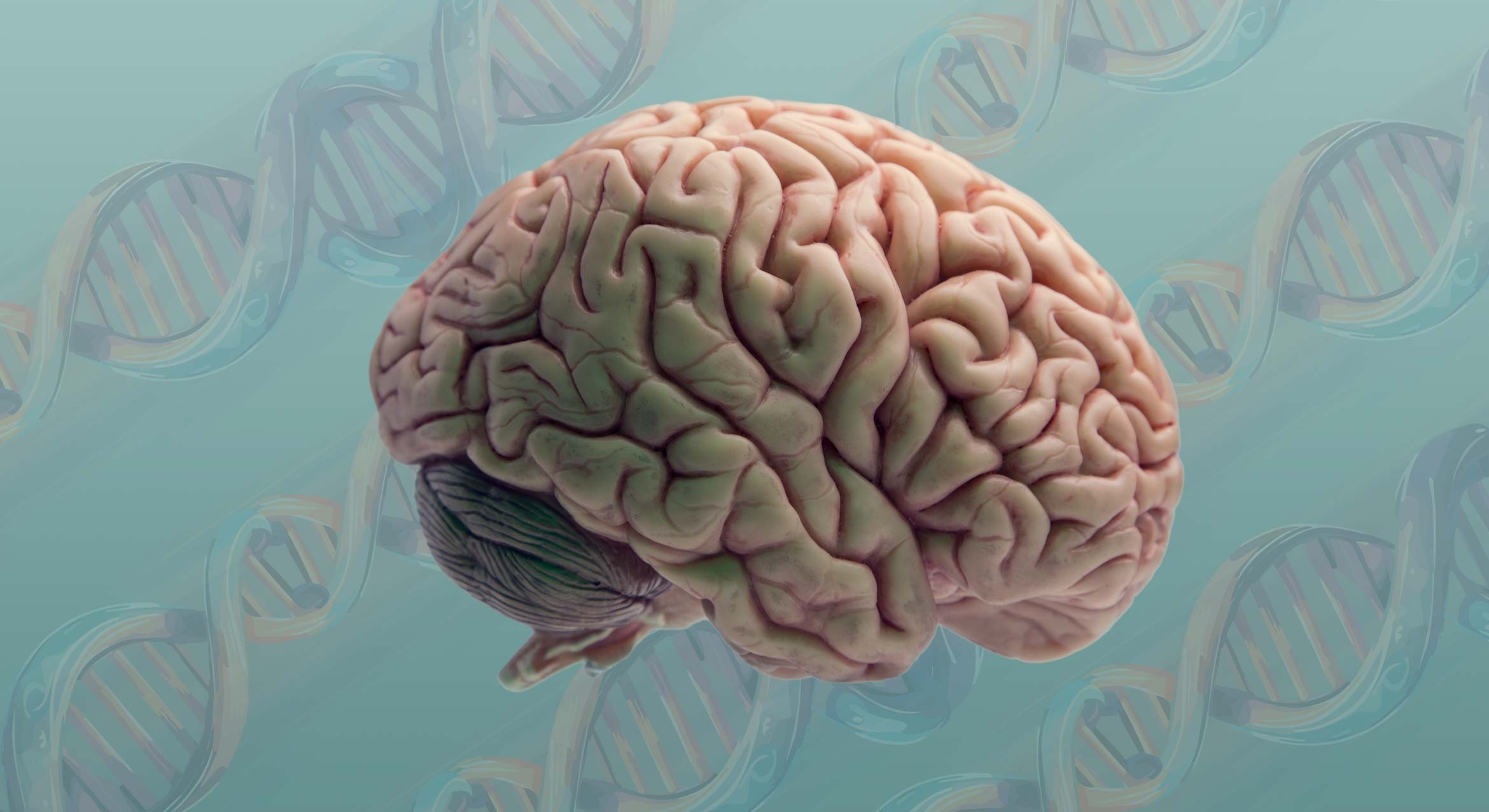 A human brain against a background of double helices.