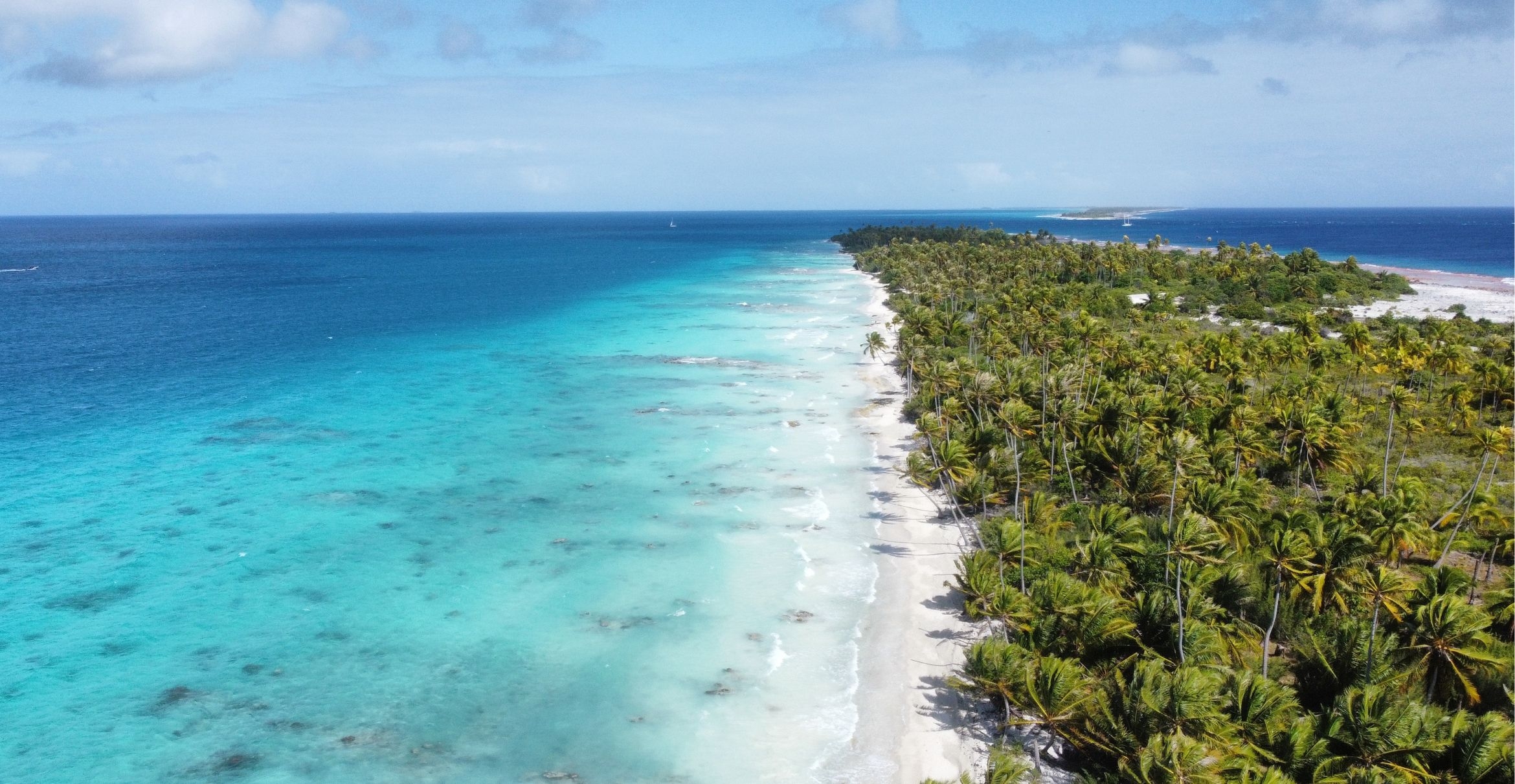 Coconut palms stretch into the distance framed by tropical blue waters.