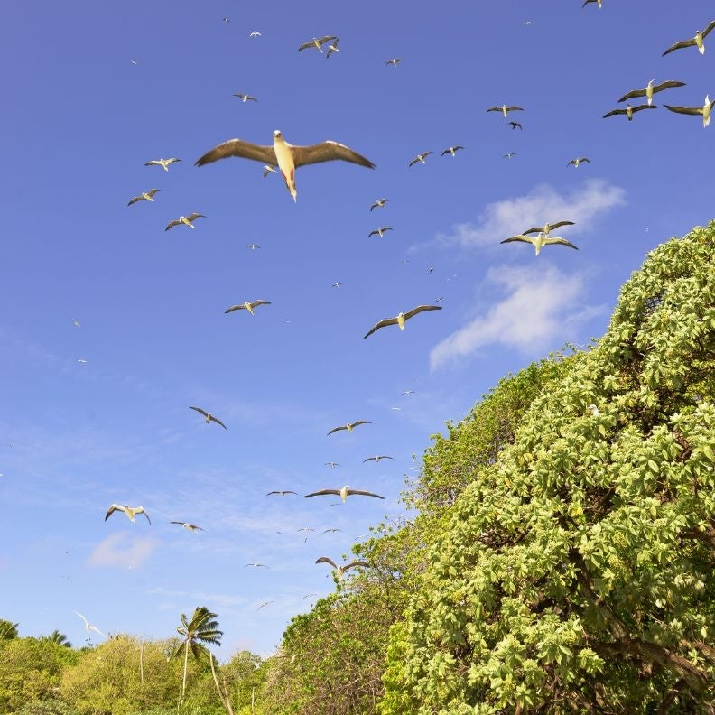 Red-footed boobies fly above the canopy of a healthy Pacific broadleaf forest.