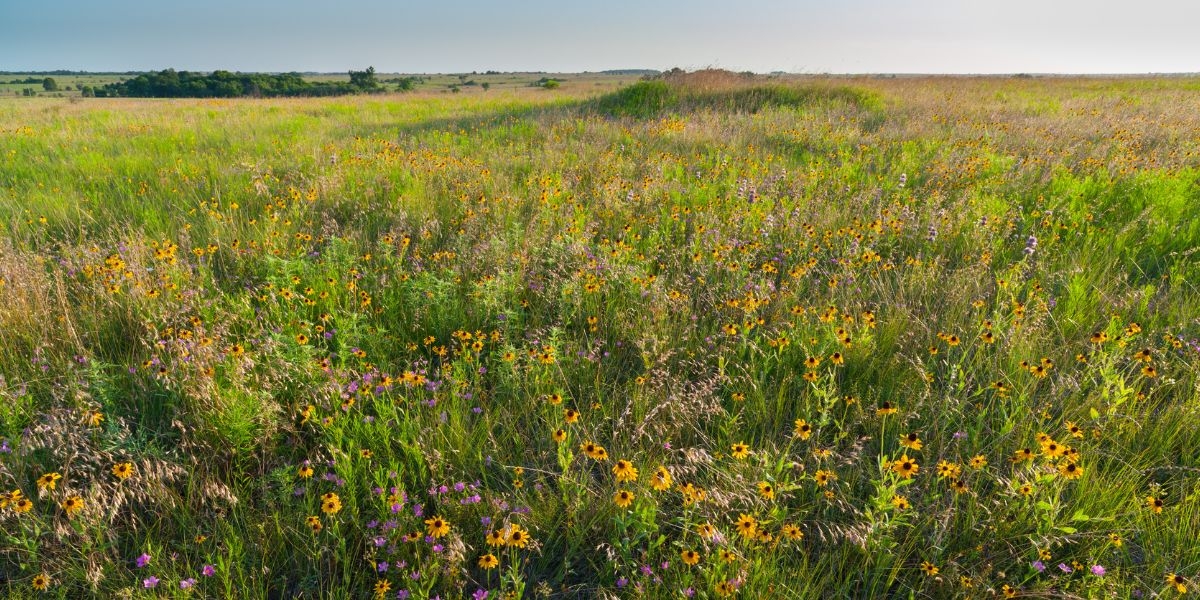 Wildflowers bloom on the prairie with trees in the background.