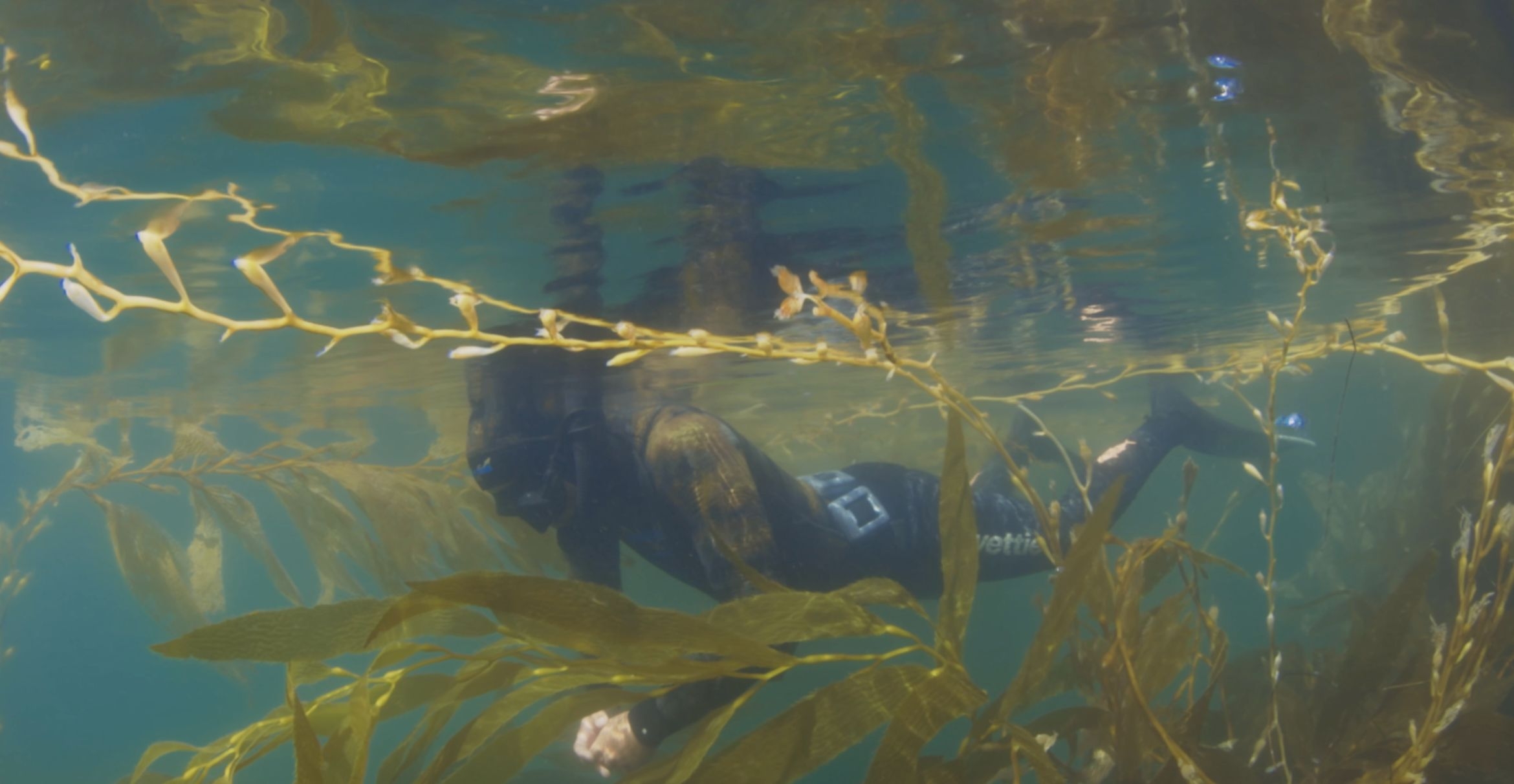 An underwater photograph of a person in a wetsuit snorkeling in a kelp forest 