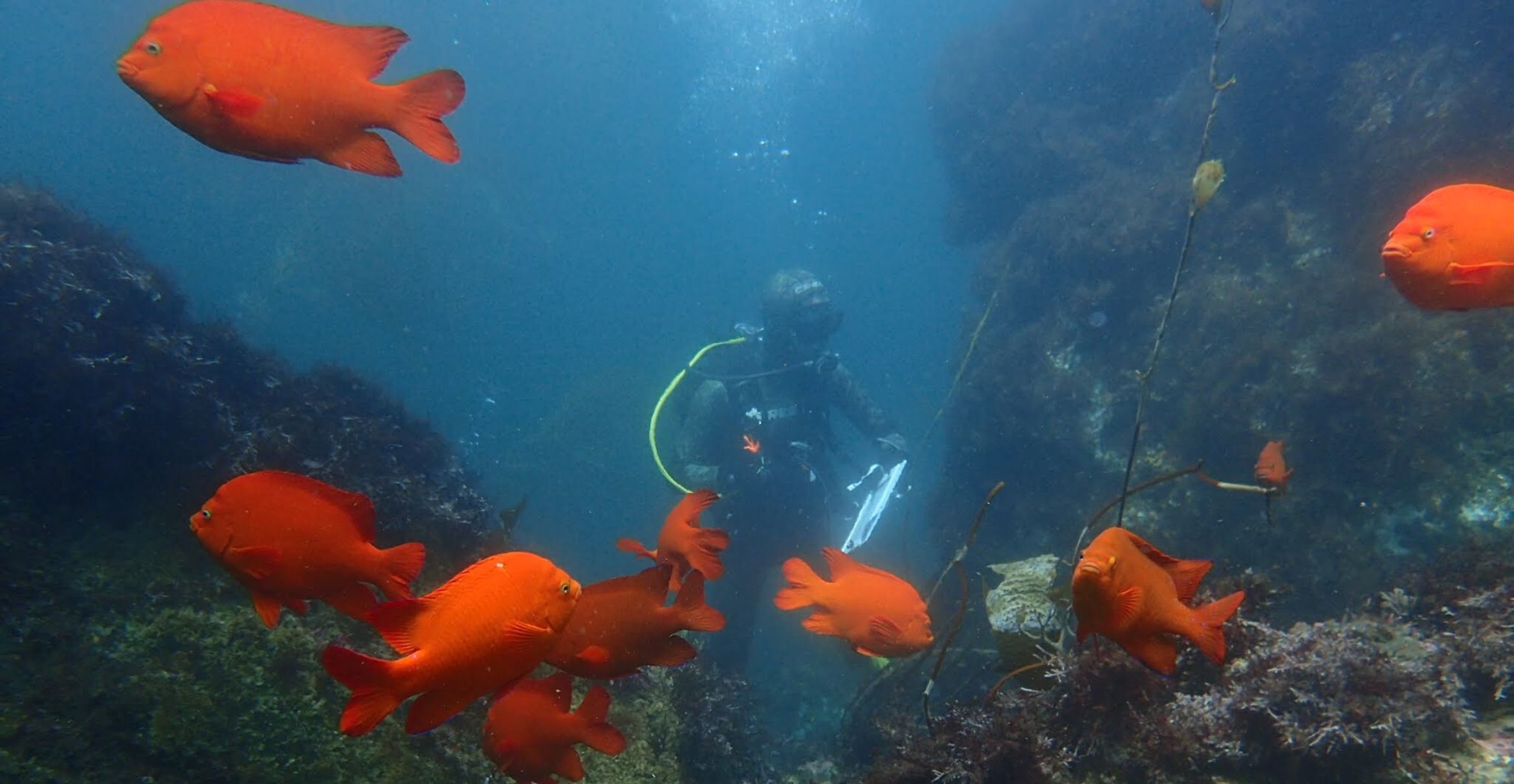 A scuba diver conducts surveys surrounded by bright orange Garibaldis.