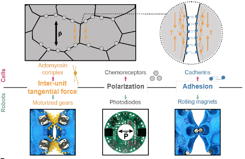 illustration of cell functions duplicated within robot collective