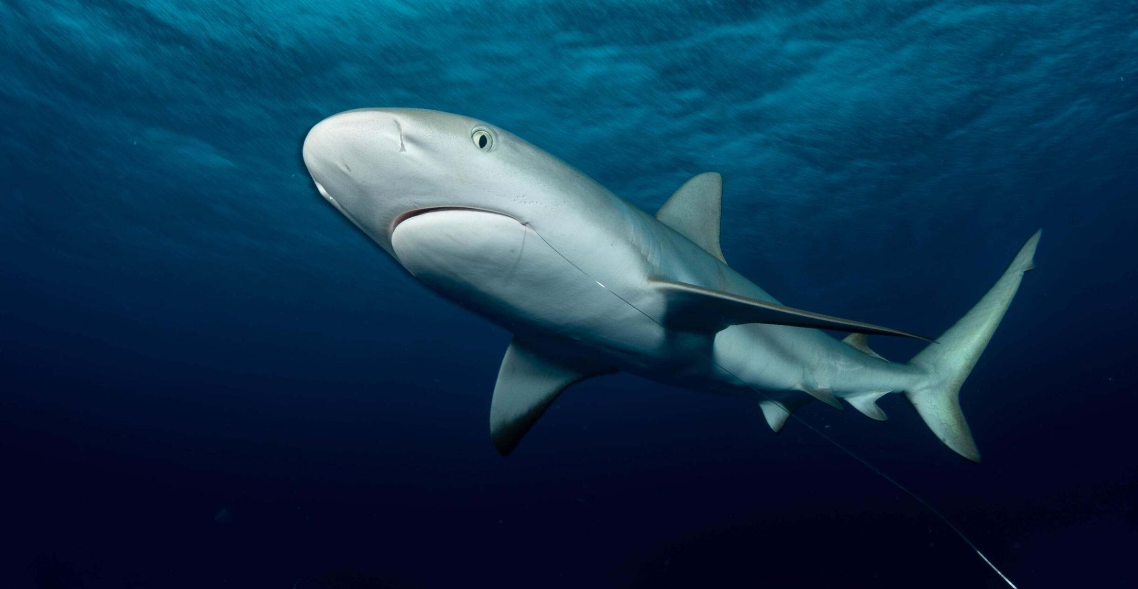 A Caribbean reef shark, Carcharhinus perezii, with a wire leader hanging from her mouth off New Providence, Bahamas.