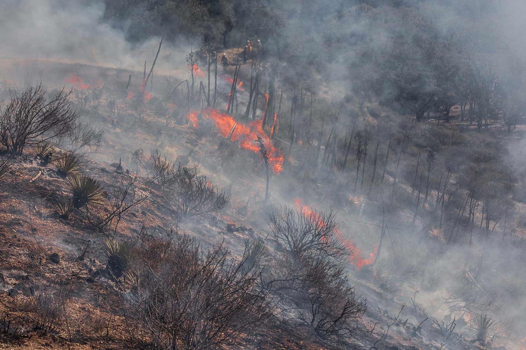 A controlled burn at Sedgwick Reserve