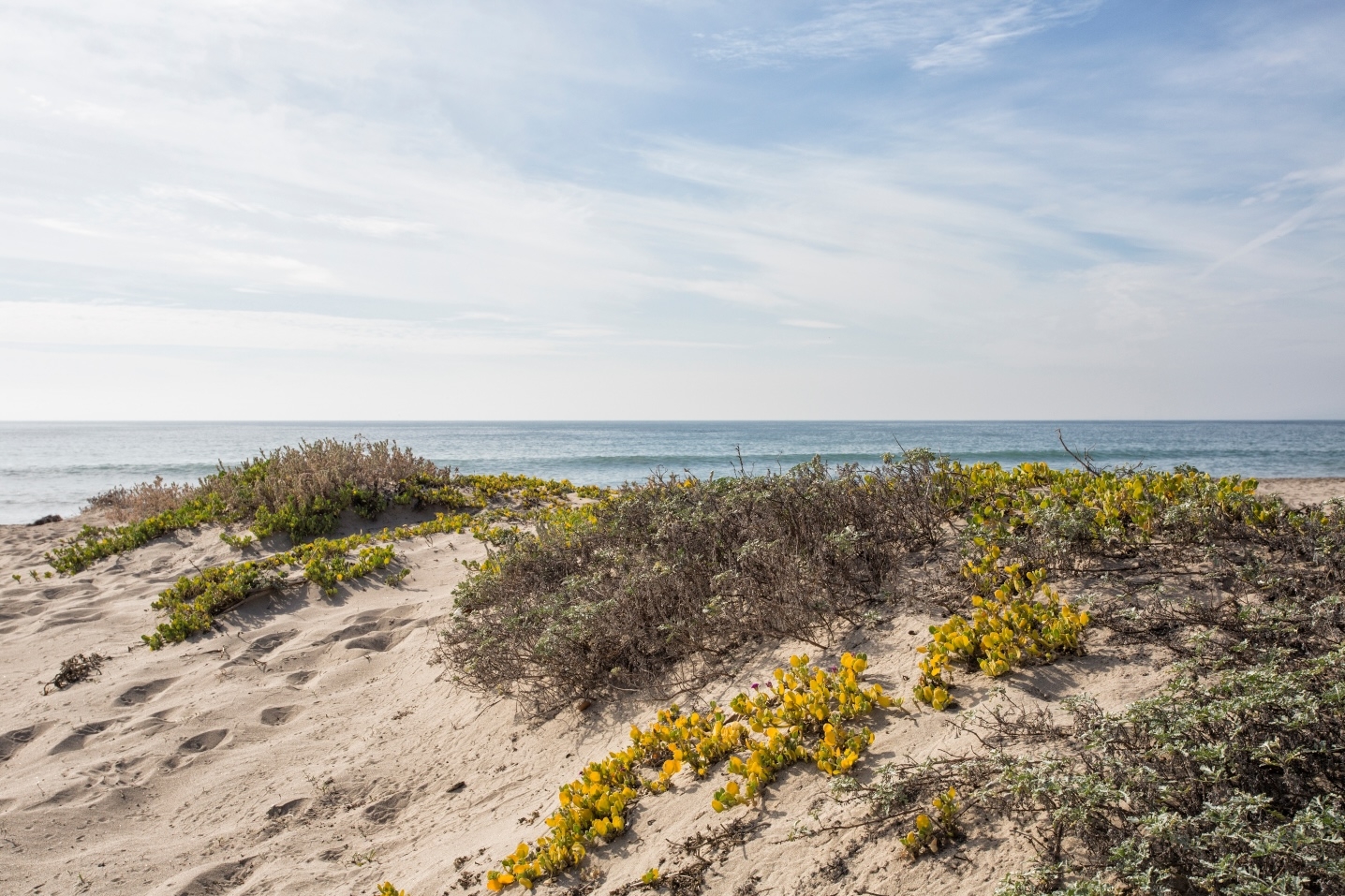 a natural dune formation on a sandy beach