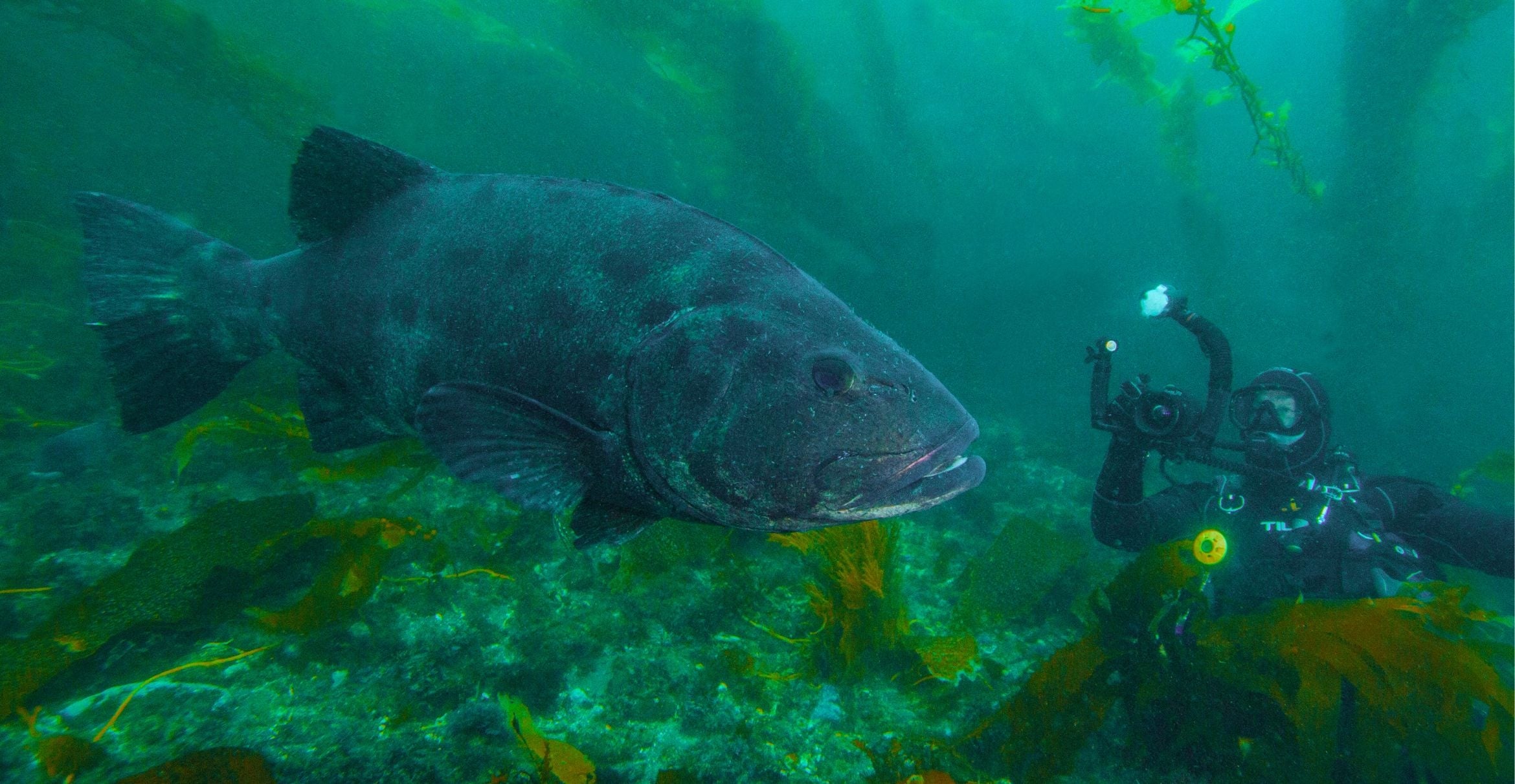 A diver films a giant sea bass in the kelp forest.