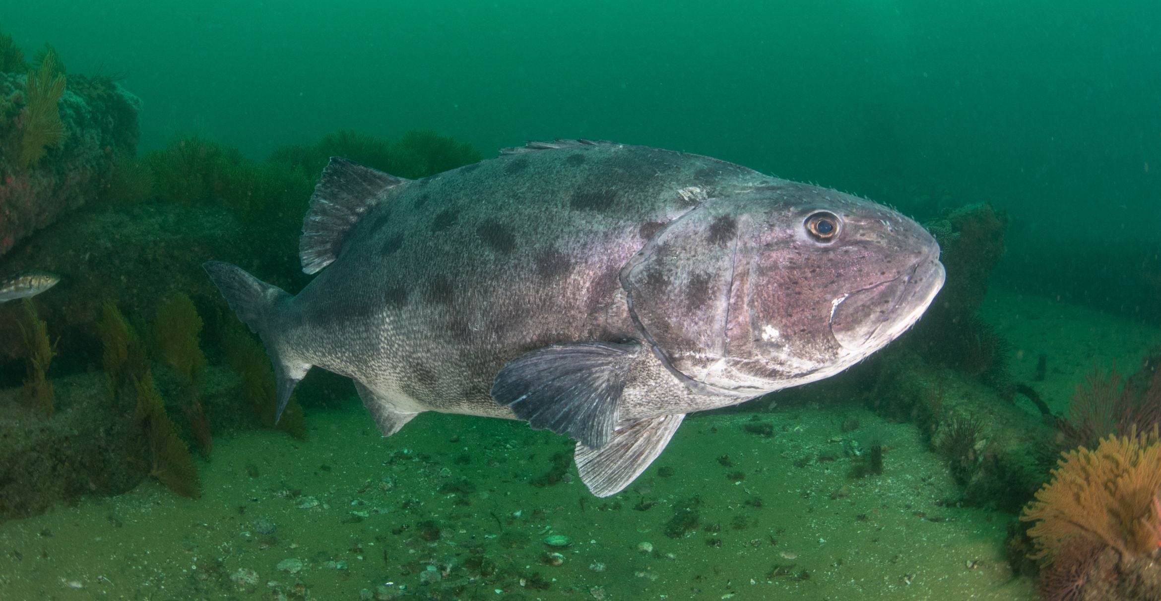 A giant sea bass cruises the deep reef.