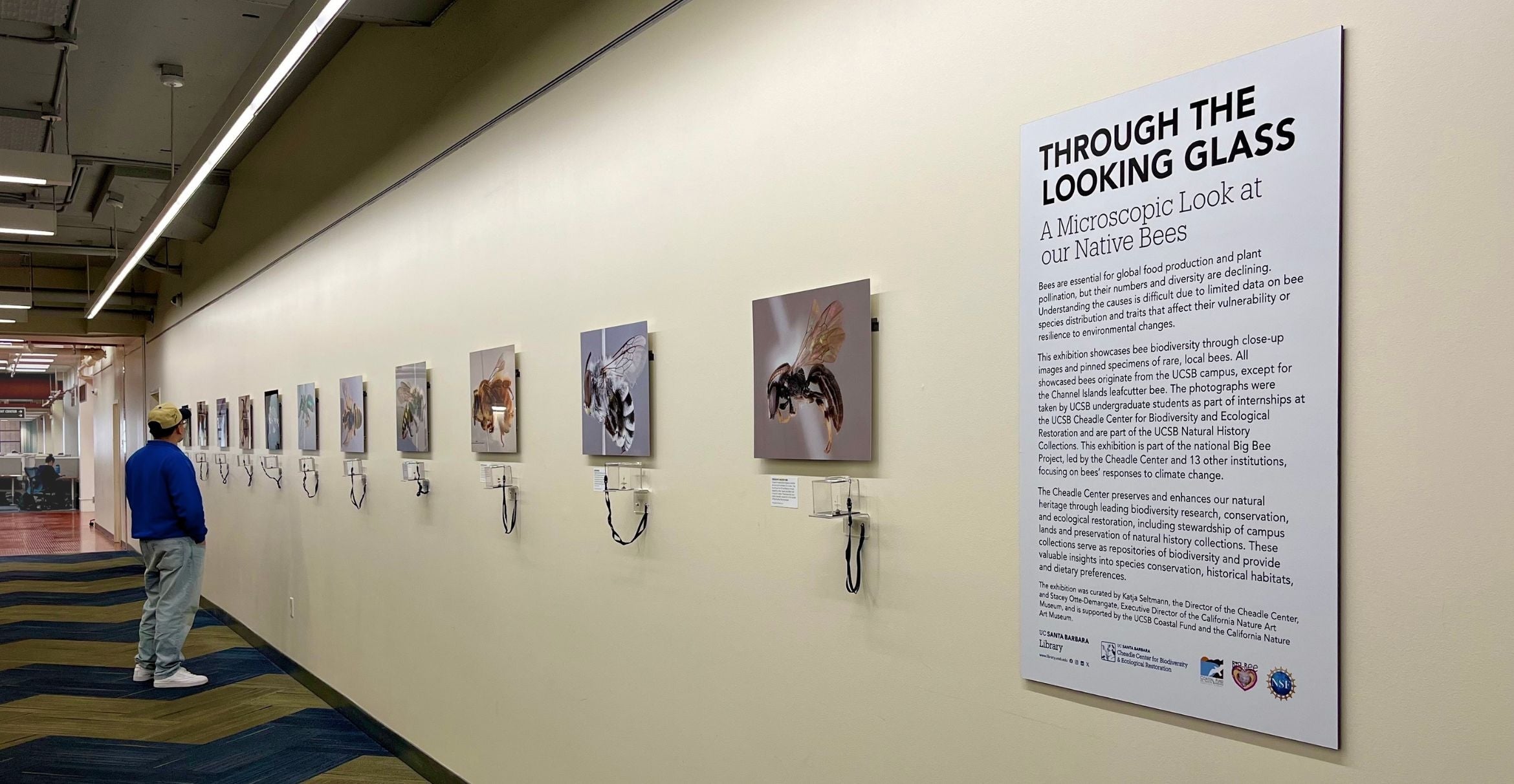 A student looks at images of bees in the library corridor.