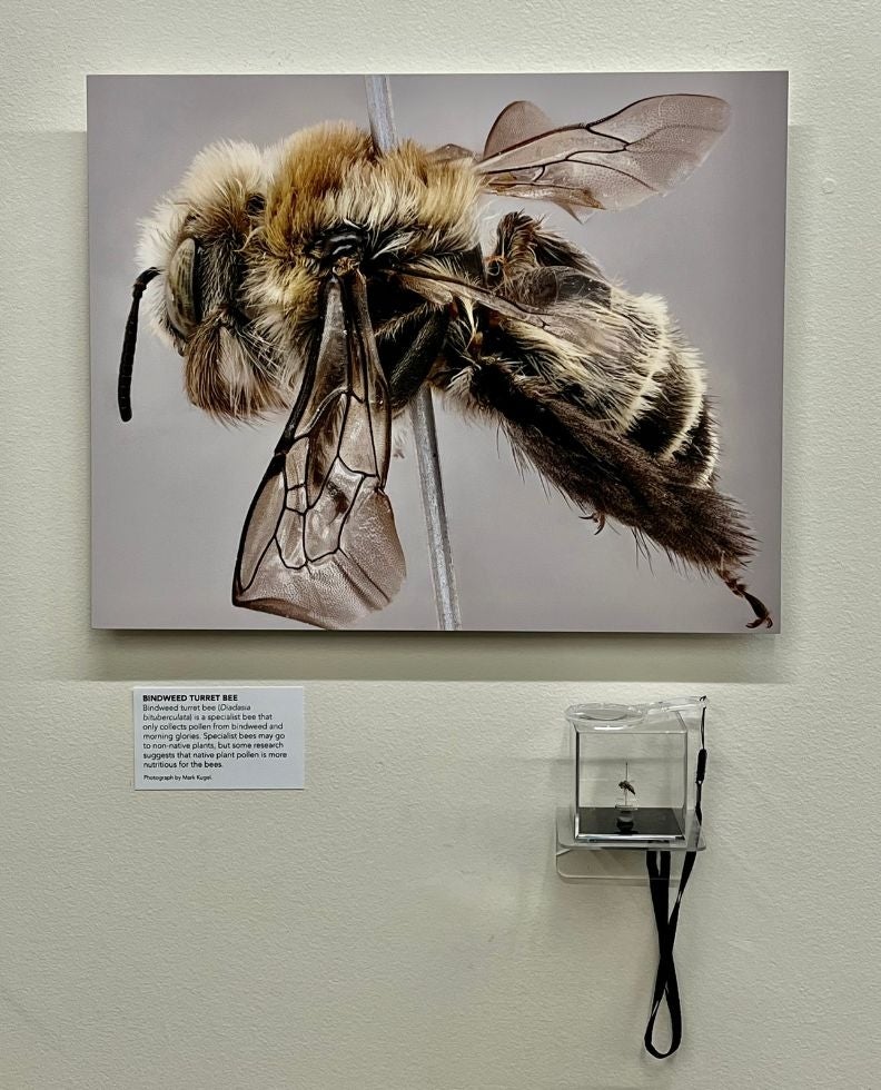 An image and specimen of a bindweed turret bee.