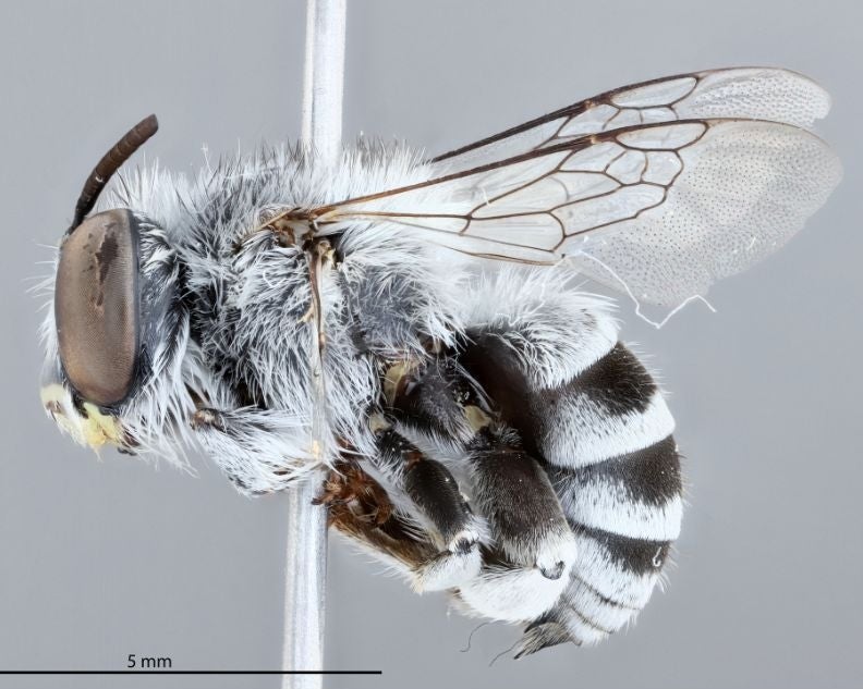 A macro image of a mounted fuzzy, white digger bees.