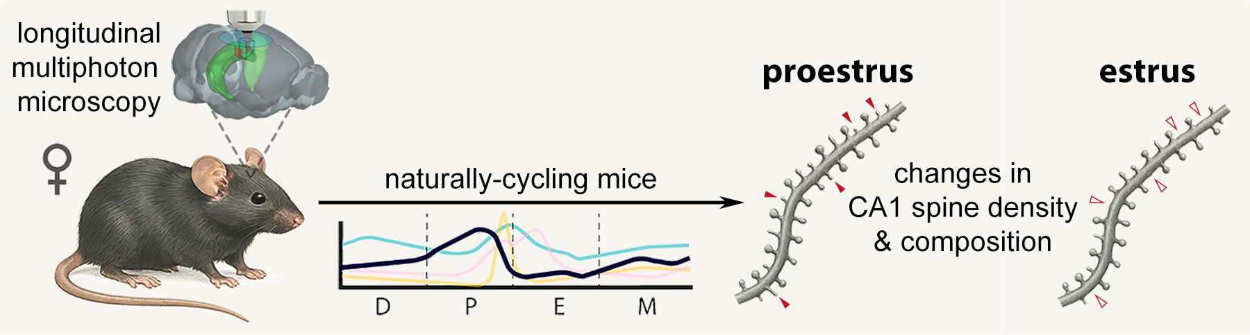 description of the research on the role of ovarian hormones in the brain