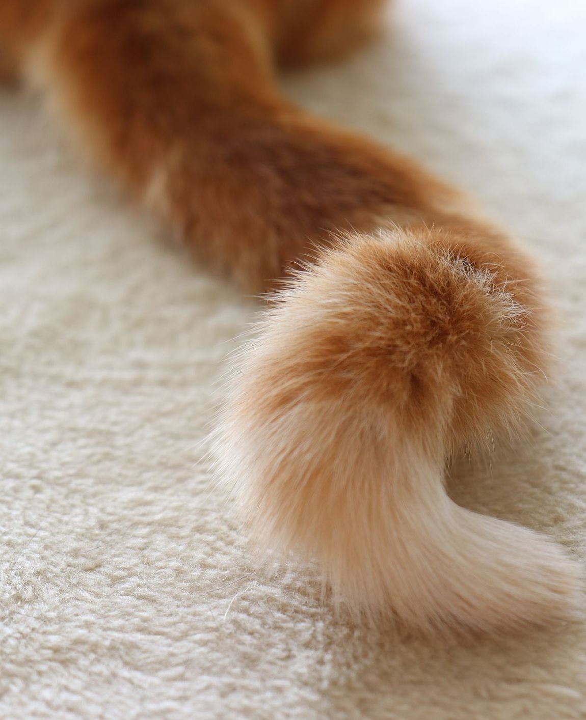 can you guess what animal this is by the tail