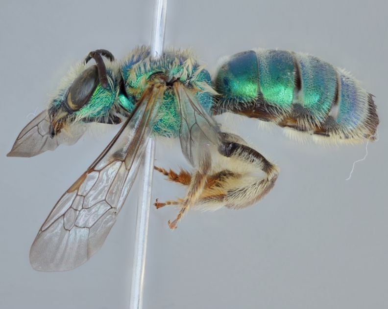 A female metallic green sweat bee.