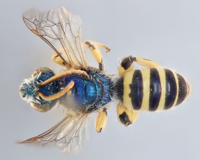 A male metallic green sweat bee.