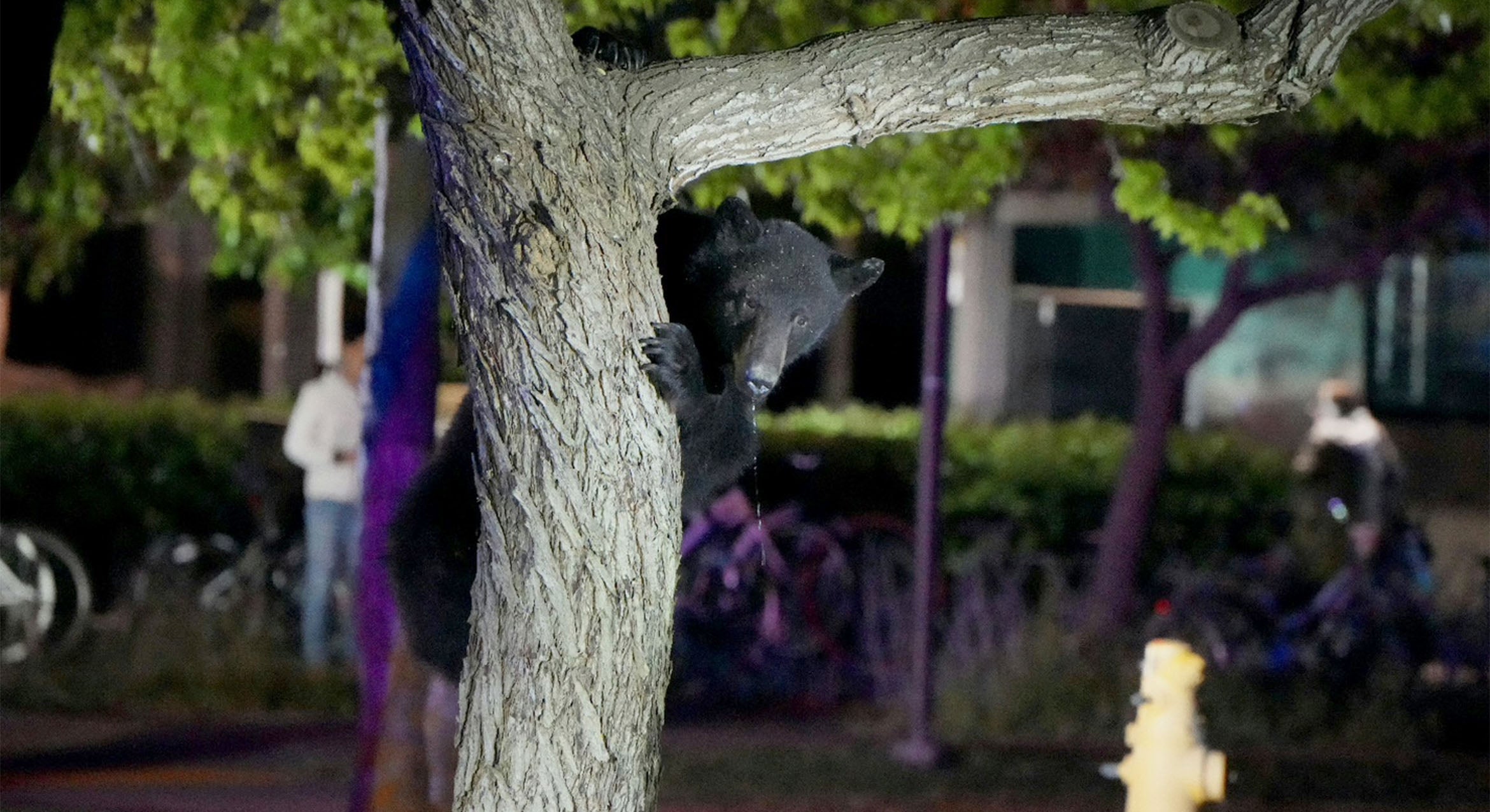 color photograph of a black bear in a tree