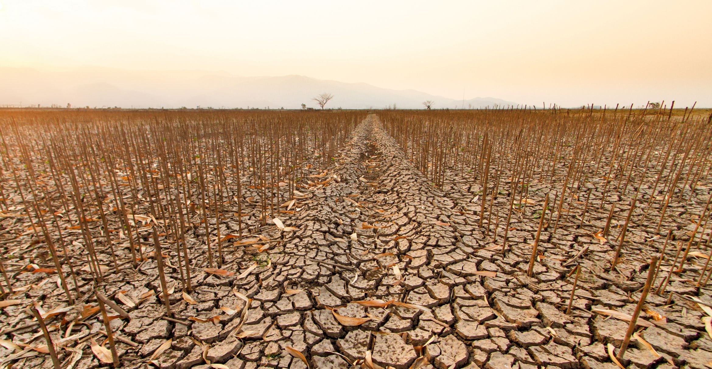 Dead corn and cracked earth under an orange sky.