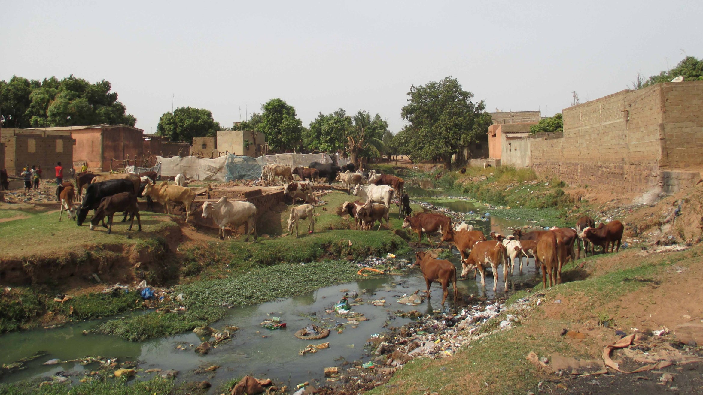 Large group of cattle graze and drink on both sides of a river