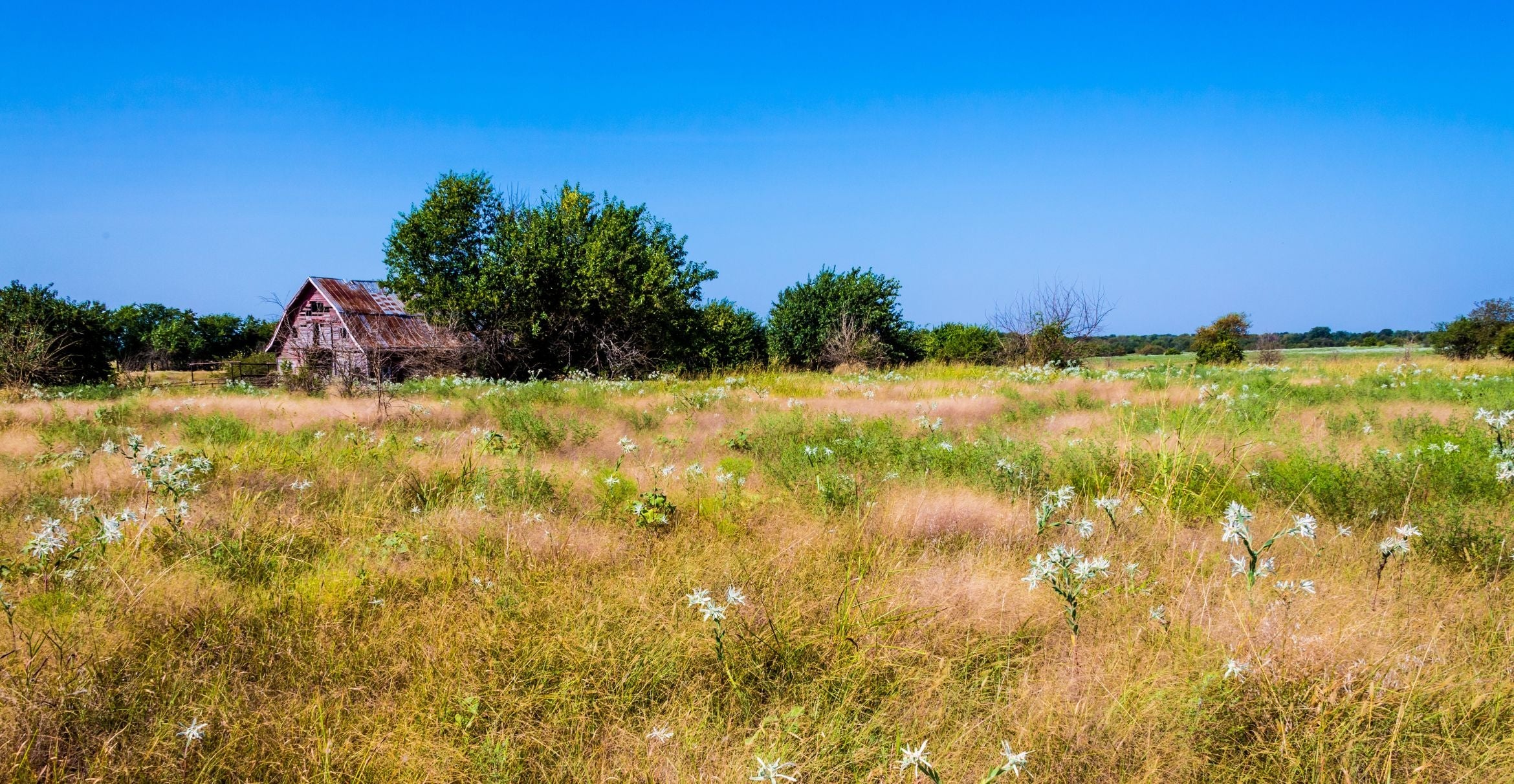 Old, abandoned barn in a large field with white wildflowers and prairie grass.