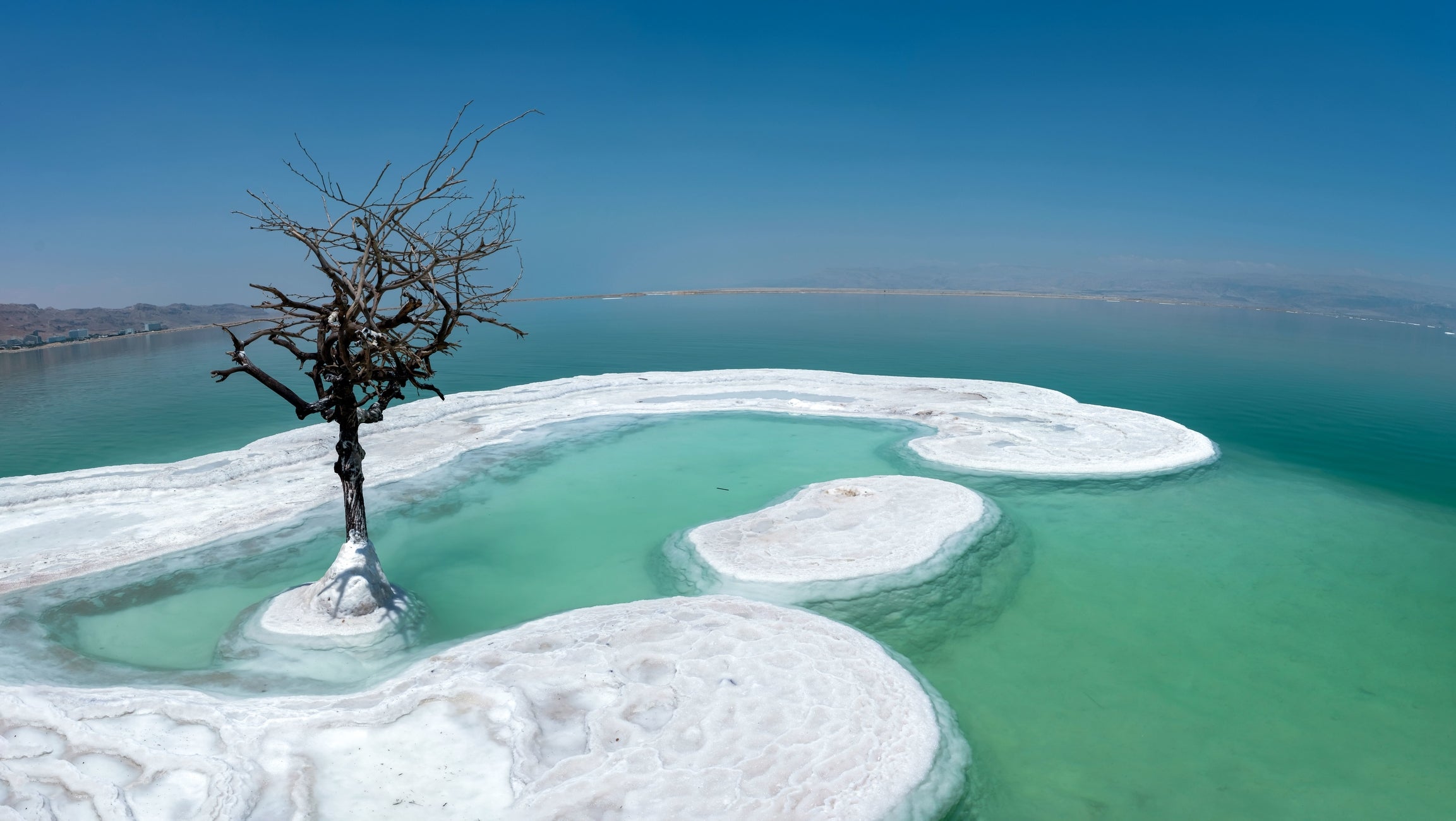 dead tree on salt island in the Dead Sea