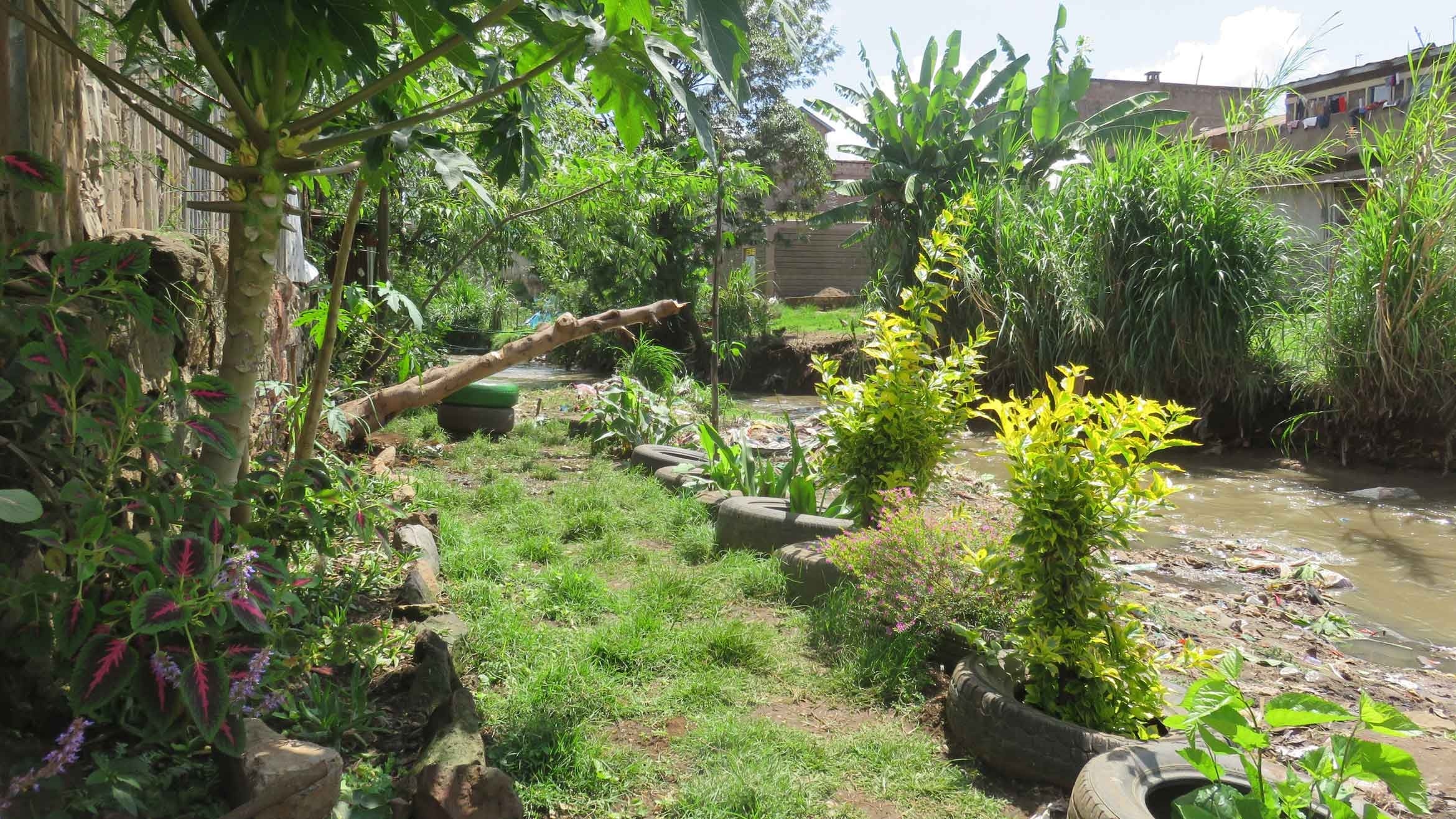 riverbed with plants