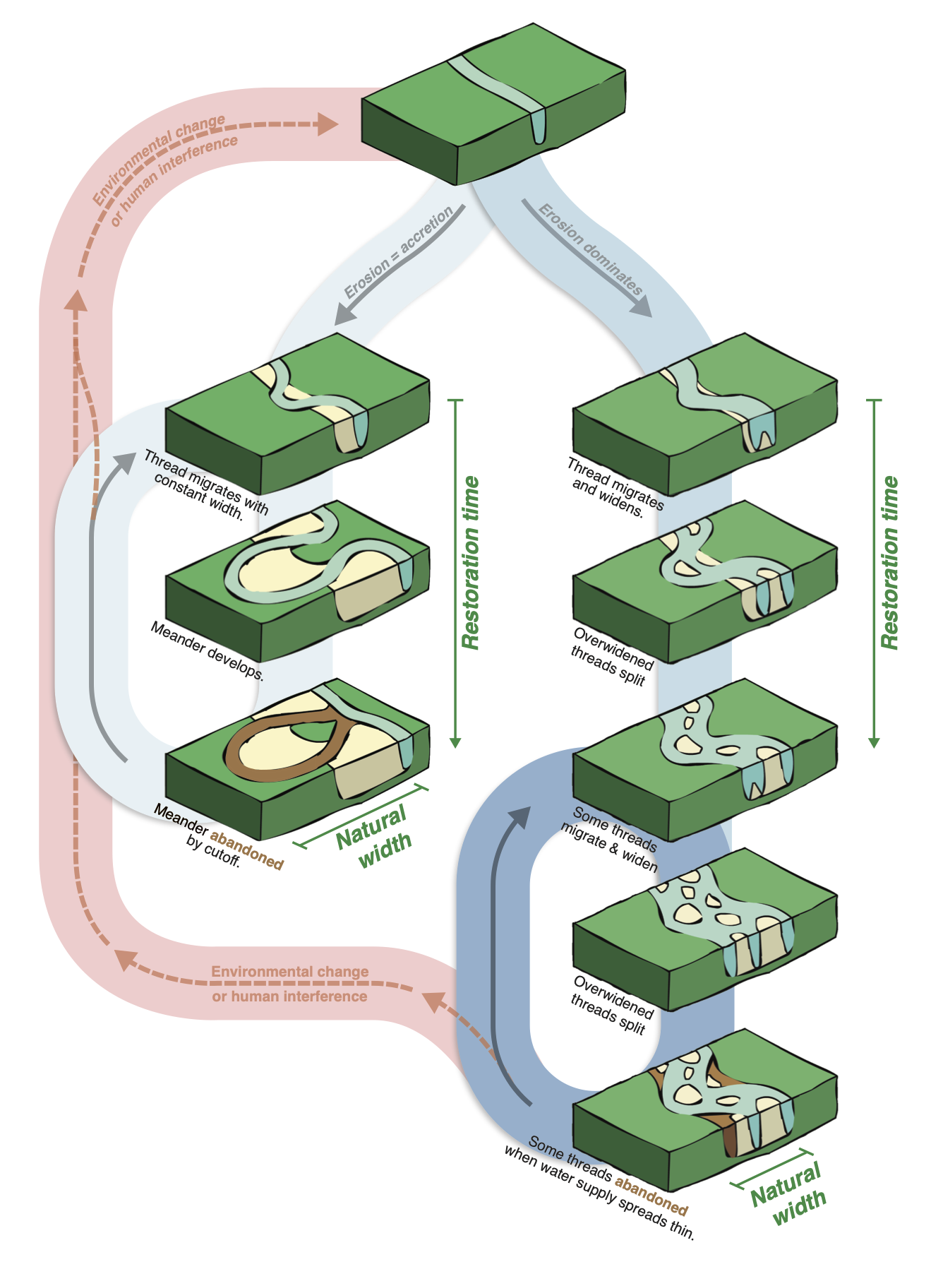 An infographic of the different dynamics of single-channel and multi-channel rivers.