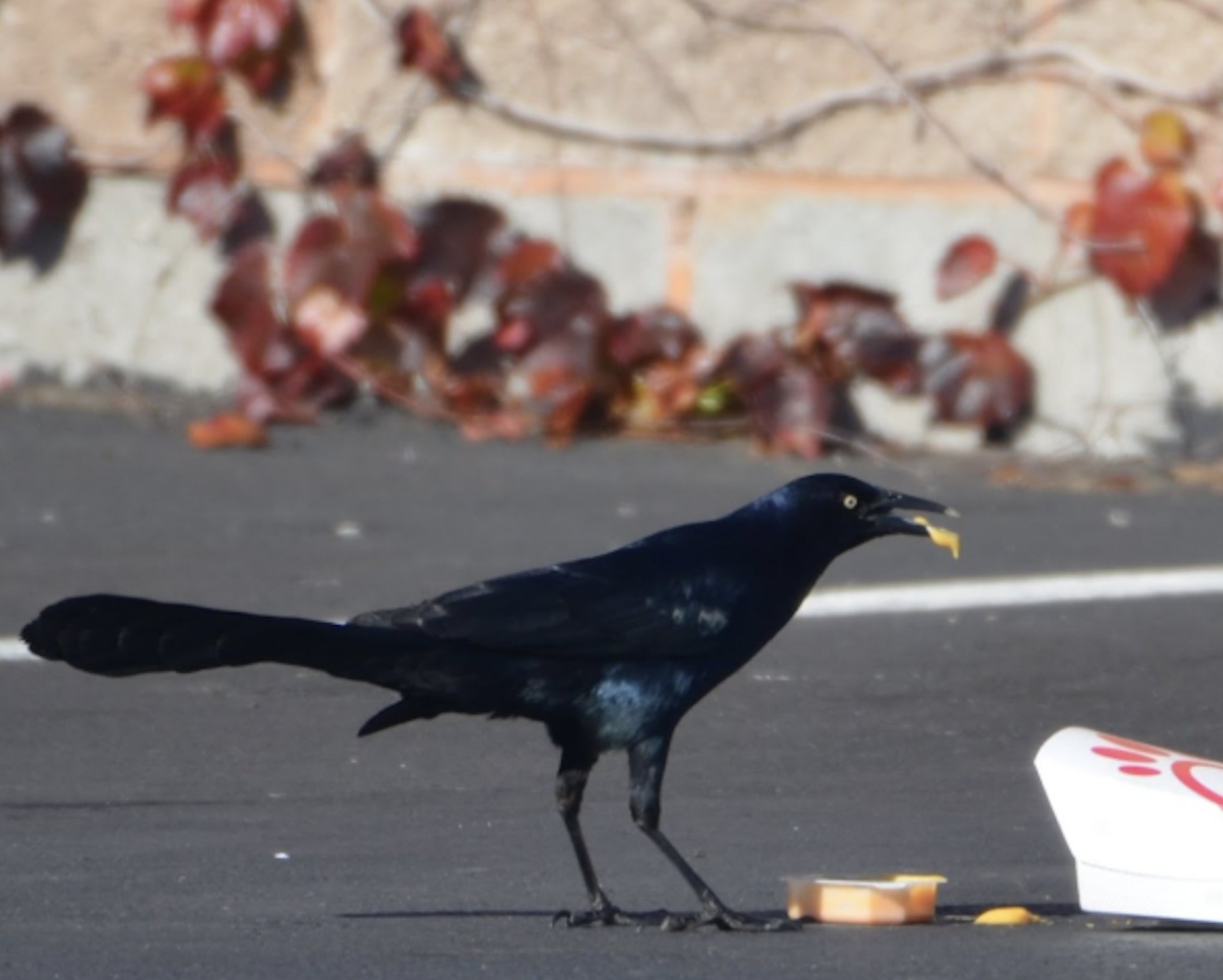 grackle eating fast food