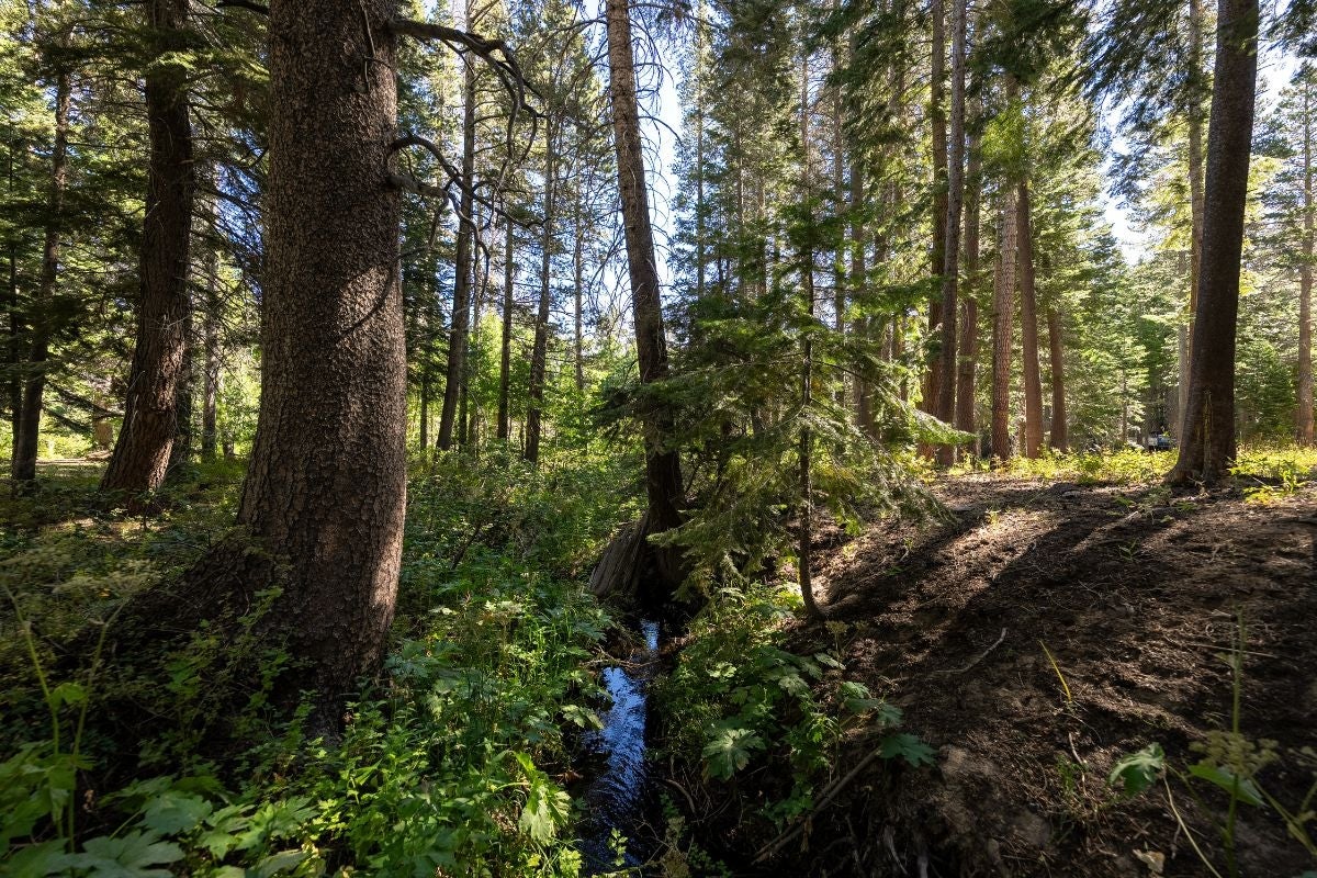 A stream flows through the underbrush beneath a canopy of lodgepole pines.