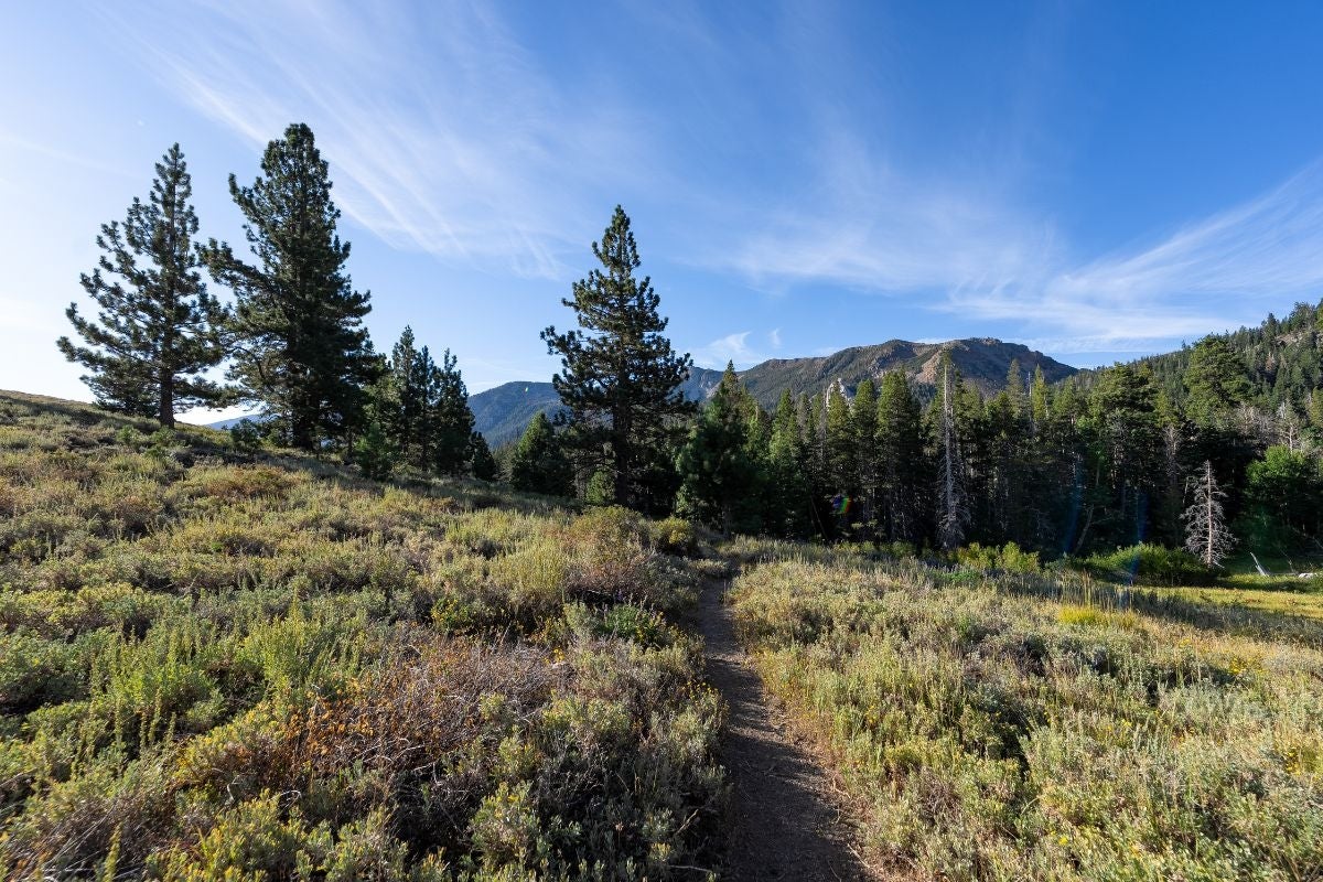 A trail cuts through low, glaucous shrubs while pines obscure the mountains behind.
