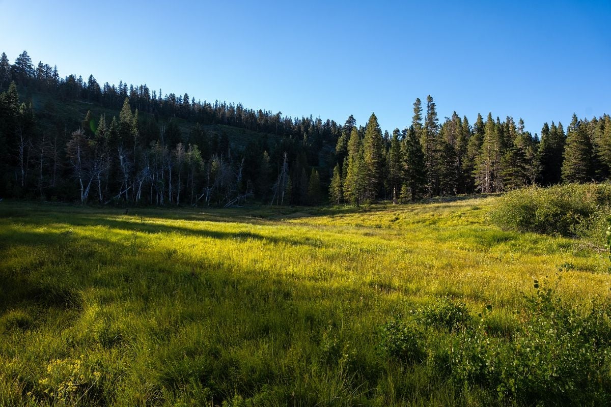 Long shadows stretch across a green meadow with pines in the background.