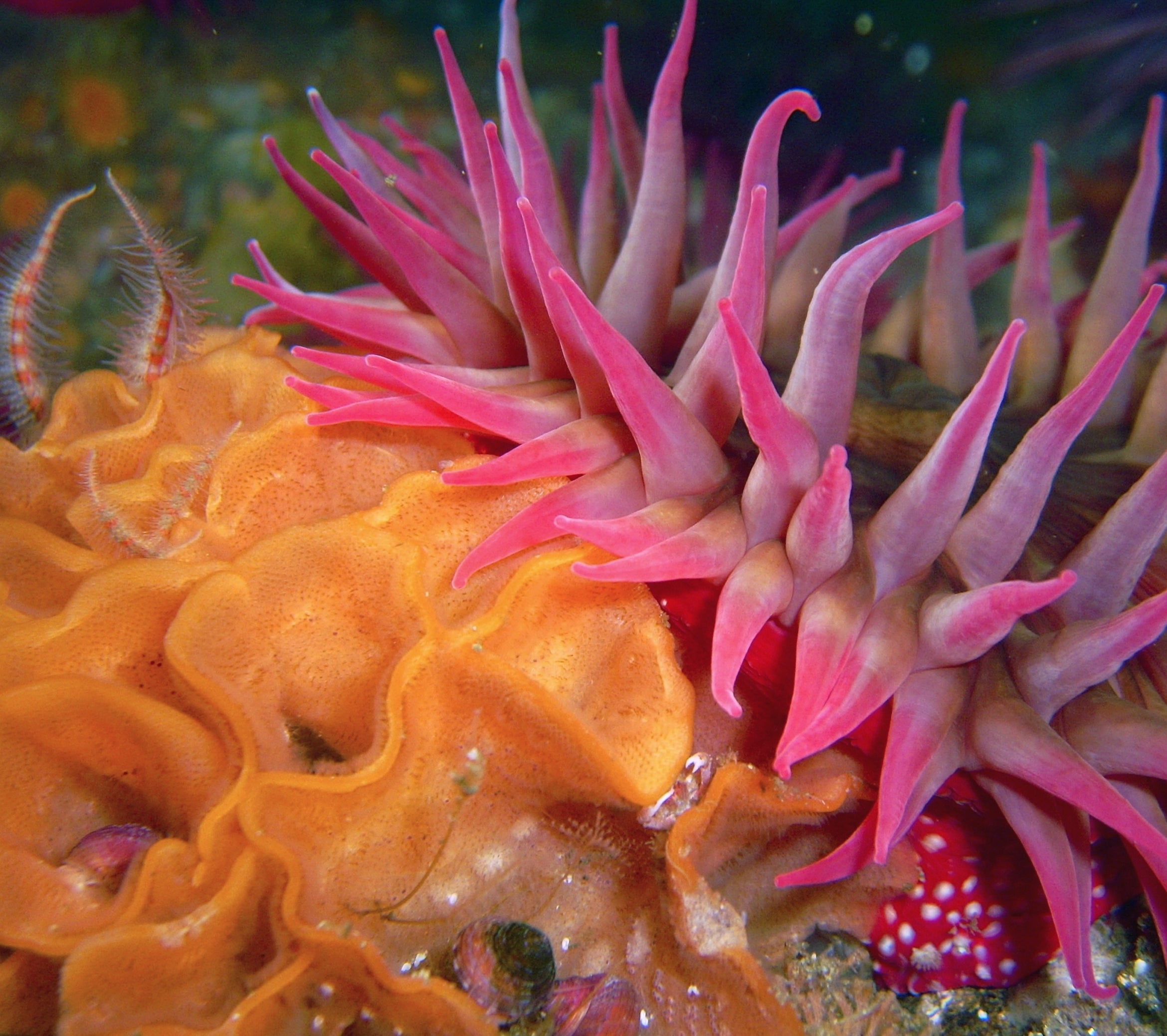 sea floor denizens at San Miguel Island