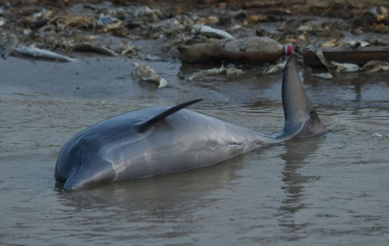 A dead dolphin lies sideways on the lake shore.