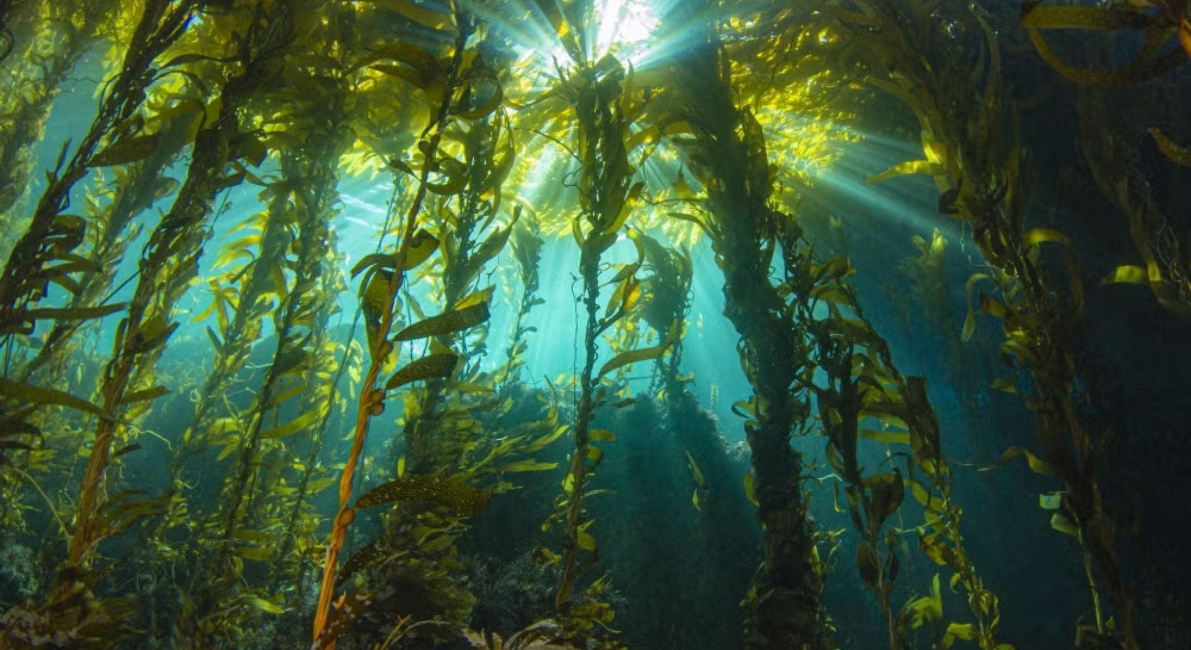 Sunlight streams down through the kelp forest canopy.