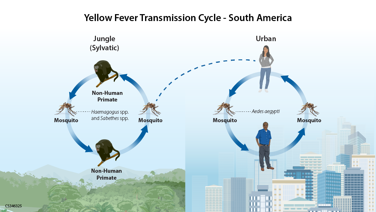 An infographic of the two transmission cycles for yellow fever in South America.