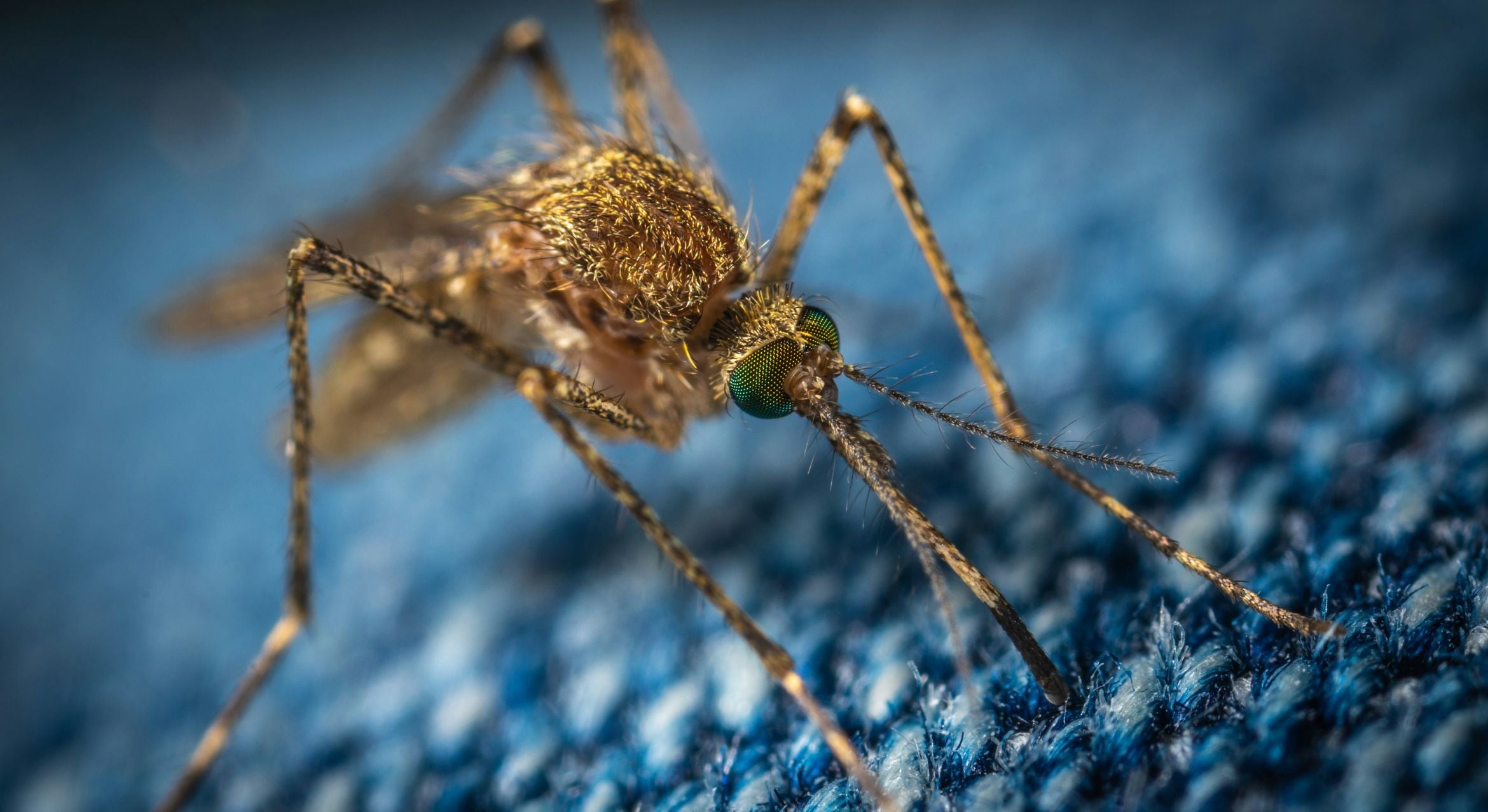 A mosquito lands on a blue fabric.