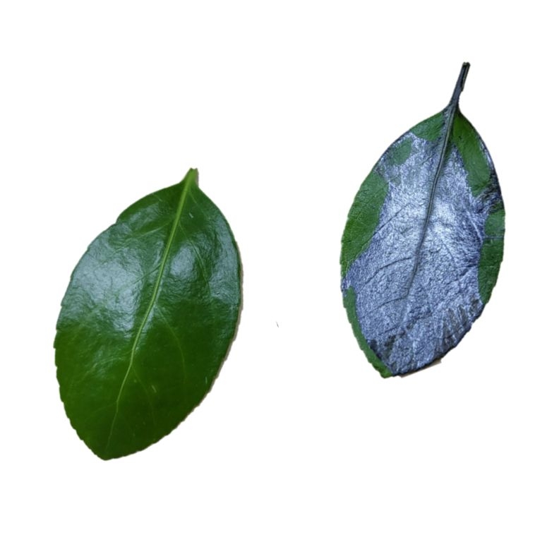 A leaf without any coating on it sits next to a leaf with a silvery coating covering its surface.