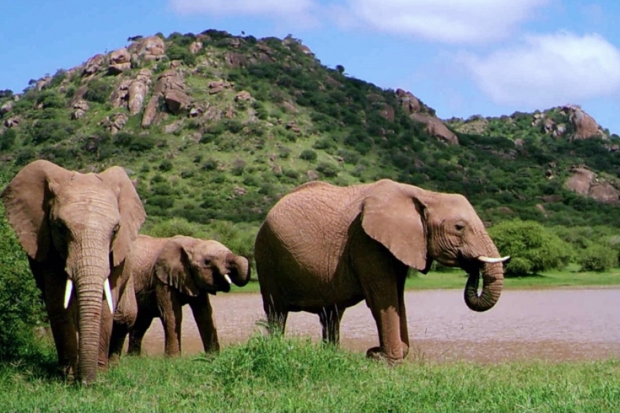 Elephants at a watering hole at Mpala Research Centre in Laikipia County, Kenya