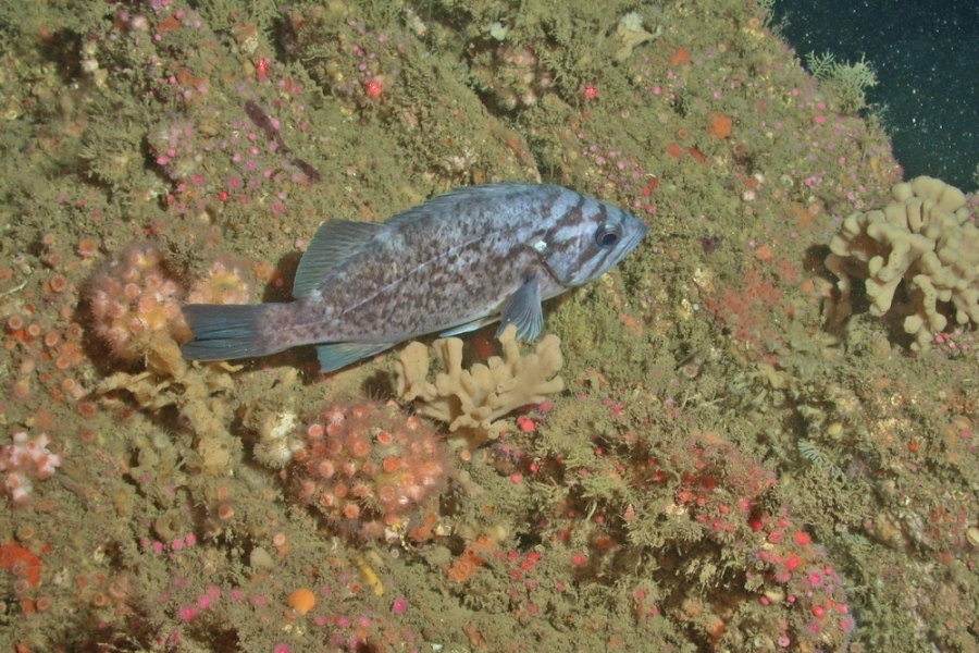 A blue rockfish surrounded by anemones and other benthic invertebrates in the Santa Barbara Channel