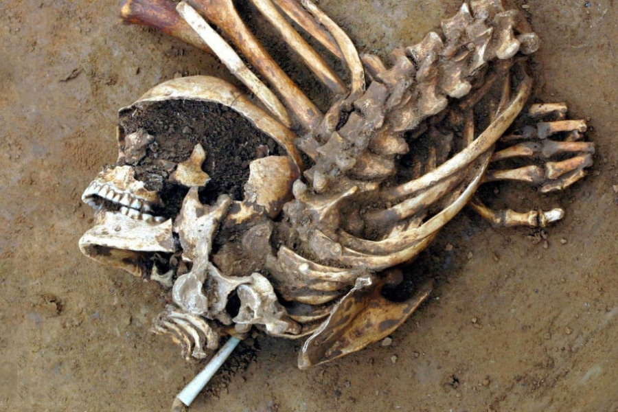 The skeleton of a Bronze Age Briton found in Kent