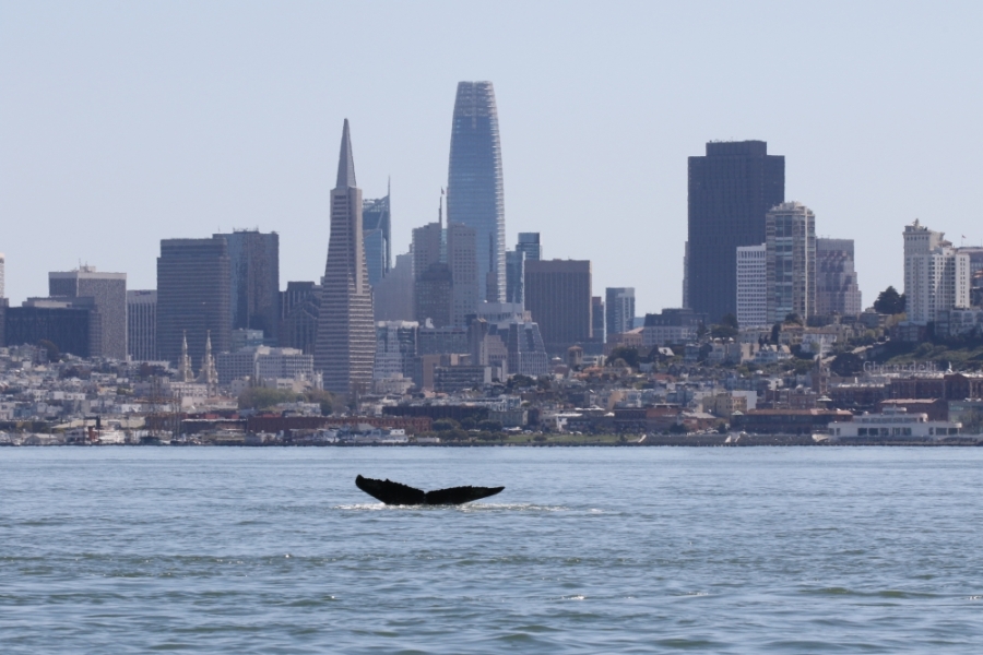 Humpback whale's tail above water against city skyline