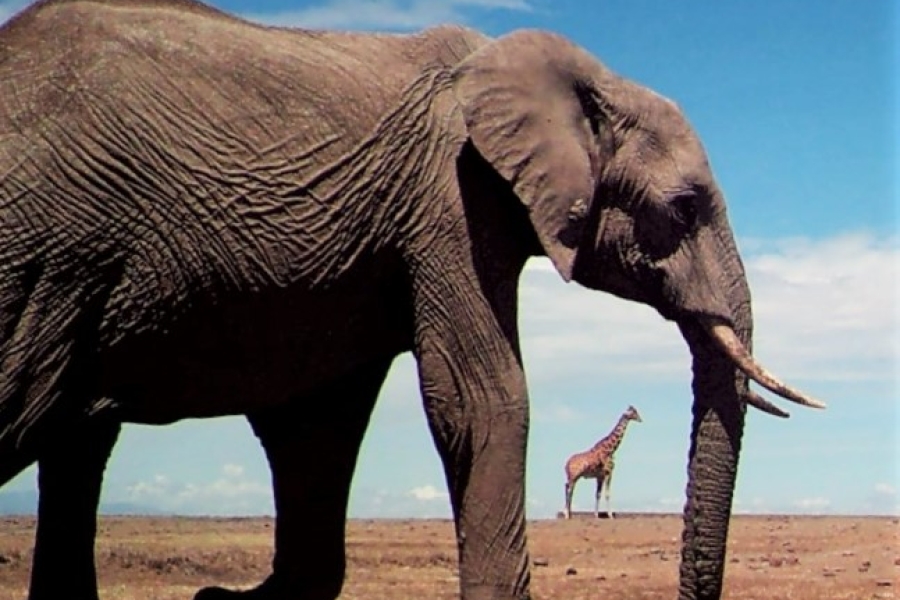 An African elephant and reticulated giraffe
