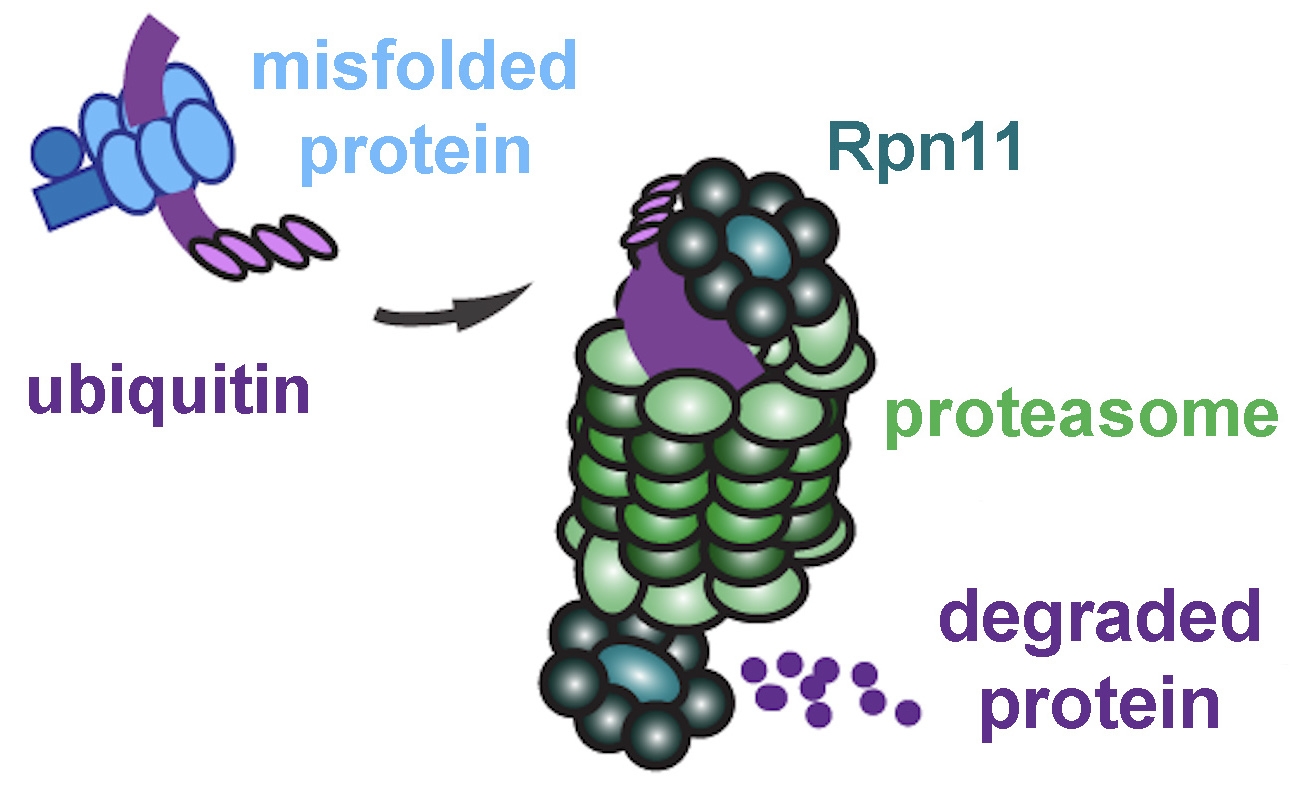 Diagram of a proteasome processing a tagged, misfolded protein.